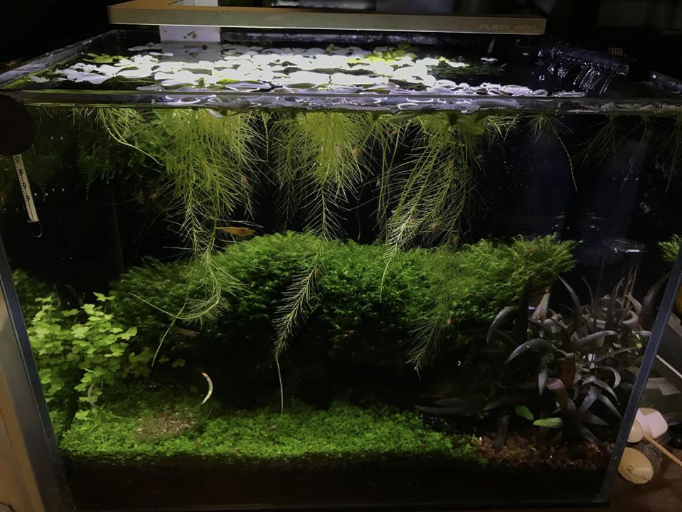 A Beginner's Guide to Setting Up a Shrimp Tank - UK Shrimpers